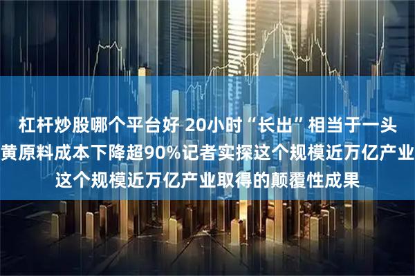 杠杆炒股哪个平台好 20小时“长出”相当于一头猪的蛋白、合成牛黄原料成本下降超90%记者实探这个规模近万亿产业取得的颠覆性成果